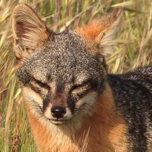 Channel Island Fox