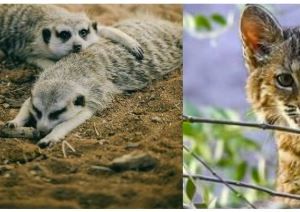 Valentine Wild at Heart