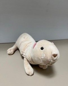Naked Mole Rat
