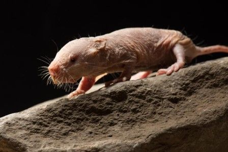 Naked Mole Rat The Living Desert