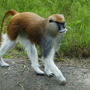 Squire and Angela Junger Patas Monkey Campaign
