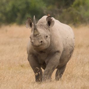 Rhino-nly Have Eyes for You