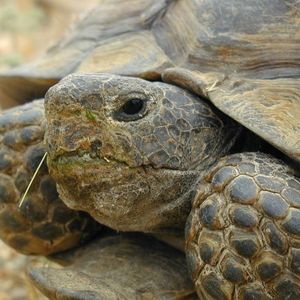 Tortoise O room Renovation Monthly Recurring Gifts