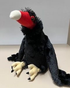 Turkey Vulture