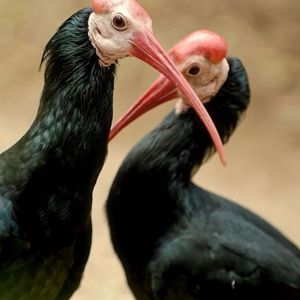 Waldrapp ibis - no plush available