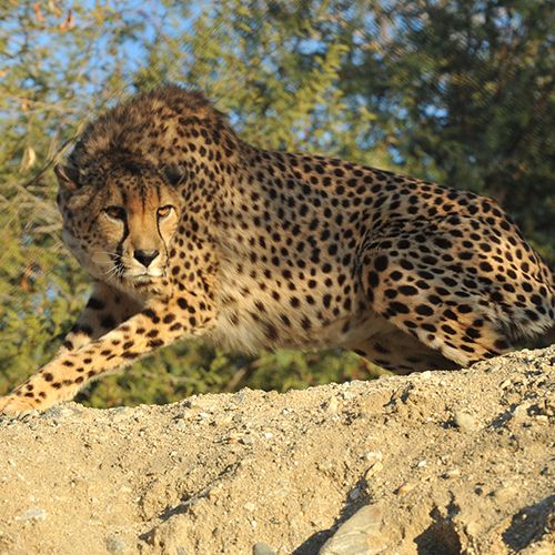 Cheetah — The Living Desert Cheetah — The Living Desert