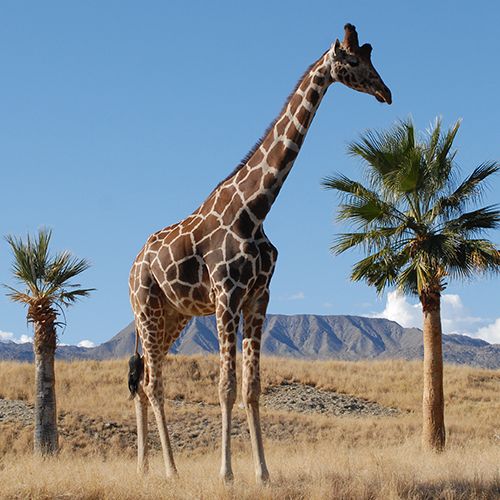 Жираф 62. Жираф картина маслом. Жираф в жарких странах описание. Tall enough. Giraffes are the Tallest Living animals (0) most Adult Giraffes are.