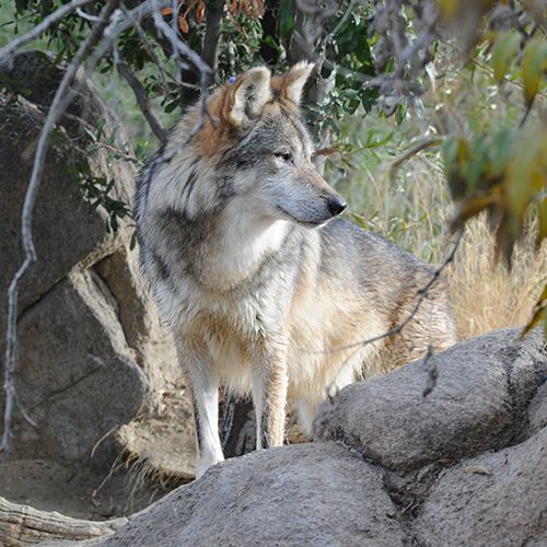 Mexican Wolf — The Living Desert
