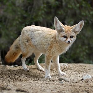 Fennec Fox - no small plush available
