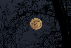 Mangroves and Moonlight Jan 28, 2023