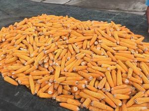 Sack of Corn