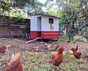 Chickens & Coup
