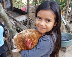 Laying Hens