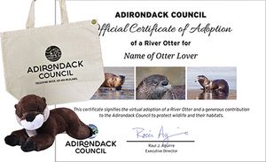 Adopt an Otter