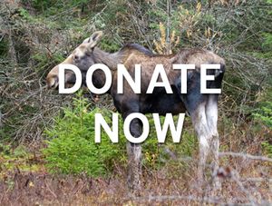 Donate Now | Protect Wildlife