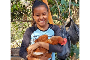 Chickens