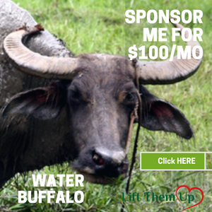 Sponsor Me: Water Buffalo
