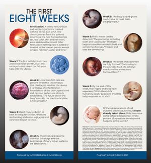The First 8 Weeks Fact Card