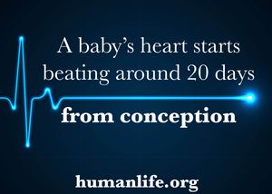 A Baby's Heart Starts Beating Around 20 Days From Conception Sticker