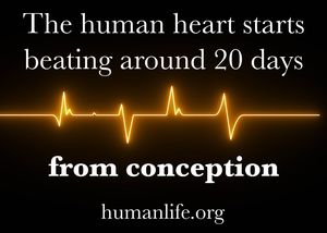 9. The Human Heart Starts Beating Around 20 Days From Conception