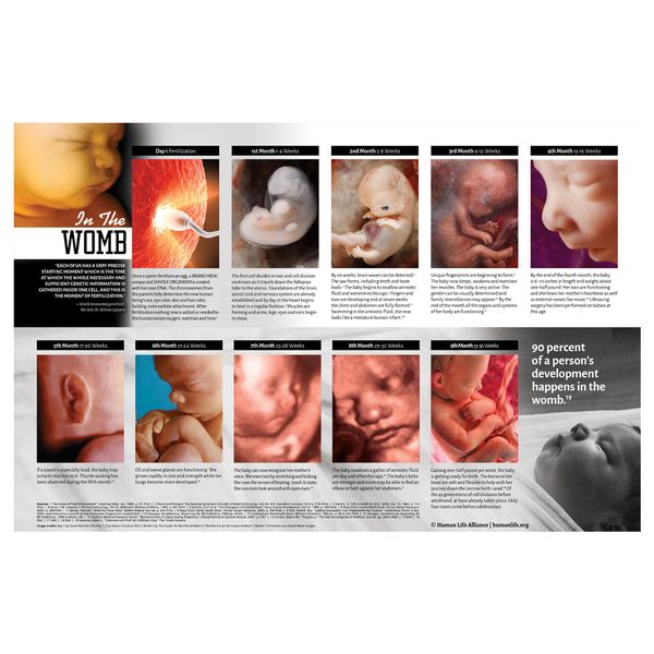 In the Womb Poster — Human Life Alliance