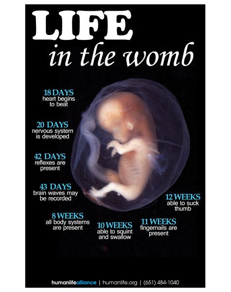 Life In The Womb Poster Human Life Alliance