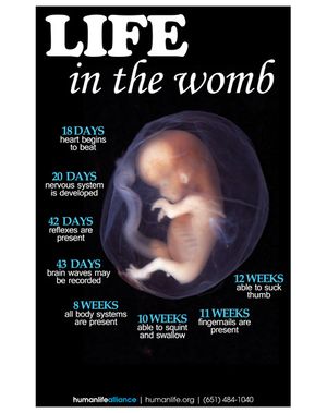 Life In The Womb Poster