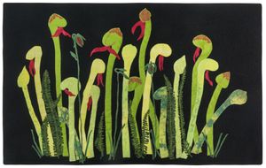 Darlingtonia