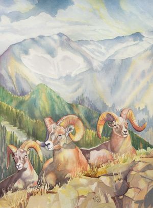 Bighorn Sheep in the Wallowas