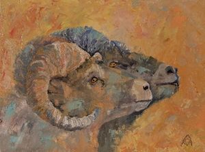 Bighorn Study