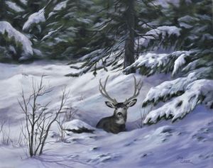A Buck Rests in the New Snow on the Slopes of MT Emily