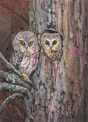 Saw Whet Owls...Nocturnal Sanctuary