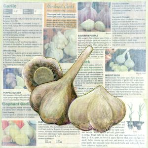 Victory Garden: Garlic