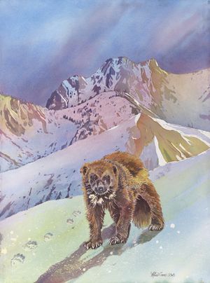 Carrier of Snowshoes-Wolverine