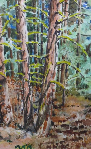Among the Pines