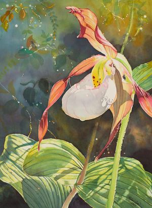Fragility of Mountain Lady's Slipper