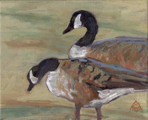 Study of Two Canada Geese