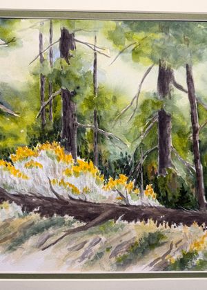 Rabbit Brush bathed in Forest Sunlight