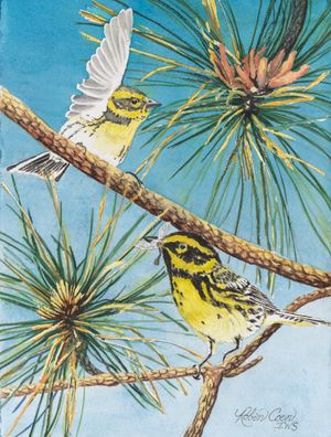 Inseparable-Townsends Warbler