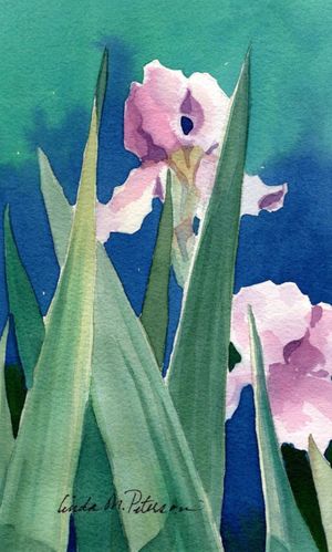 Iris