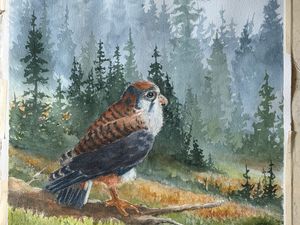 An American Kestrel Hunts in an Open Field