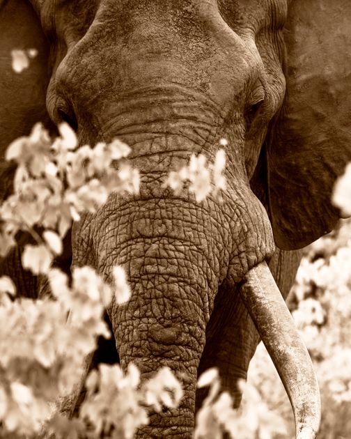 In The Wild: Delving Into The Untamed World And Its Significance