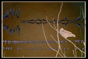 Evening Chorus
