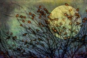 Mercy of the Moon