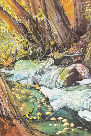 Microrefugia for Salamander-Long Toad Salamander