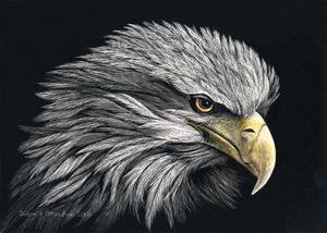 Feathered Focus