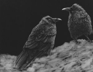 Feathers in the Snow