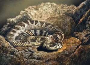 Western Rattlesnake