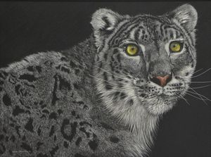 Snow Leopard