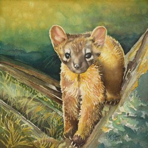 Pine Marten-Forest Acrobat